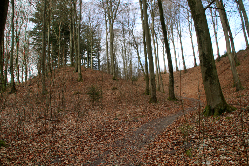 Лес Кольсковн в Йексендален (Kolskoven Jeksendalen), Хёрнинг, Дания. 27 марта 2022