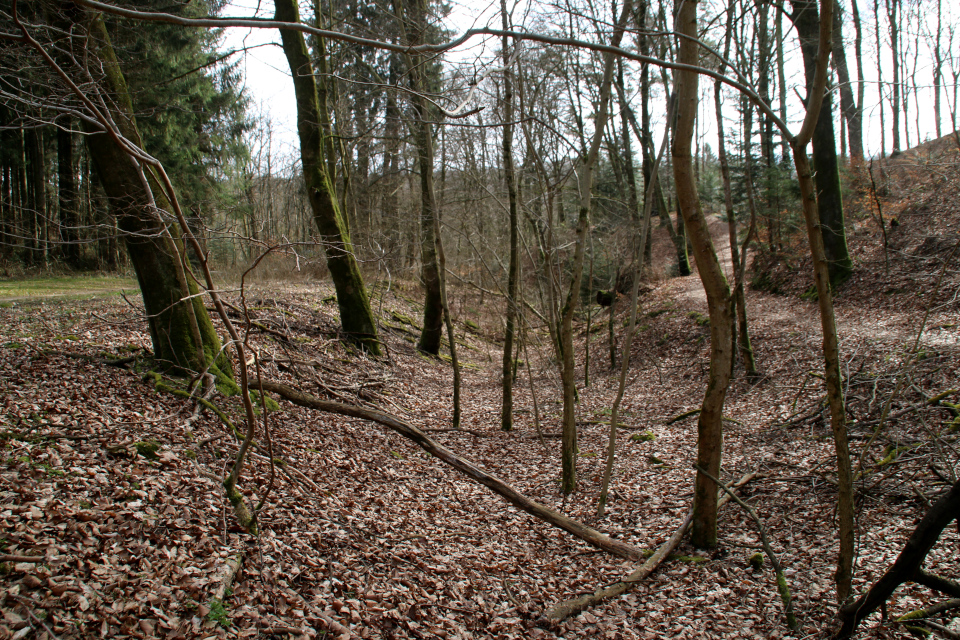 Лес Кольсковн в Йексендален (Kolskoven Jeksendalen), Хёрнинг, Дания. 27 марта 2022