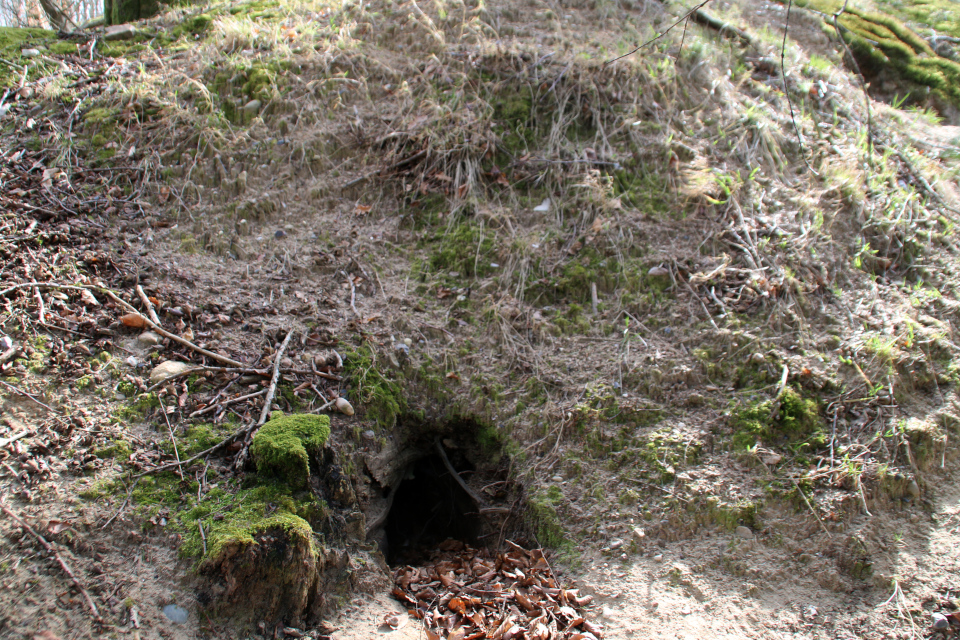 Норы барсуков. Лес Кольсковн в Йексендален (Kolskoven Jeksendalen), Хёрнинг, Дания. 27 марта 2022