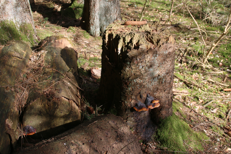 Трутовик окаймлённый (дат. Randbæltet hovporesvamp, лат. Fomitopsis pinicola). Лес Кольсковн в Йексендален (Kolskoven Jeksendalen), Хёрнинг, Дания. 27 марта 2022