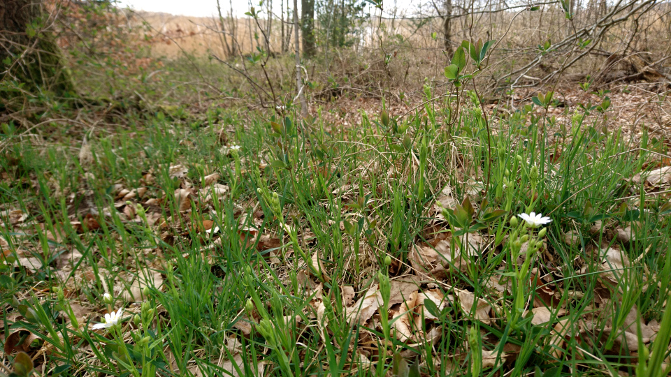 Звездчатка ланцетовидная (дат. Stor fladstjerne, лат. Stellaria holostea). Озеро Равнсё (Ravnsø), Дания. 24 апр. 2022