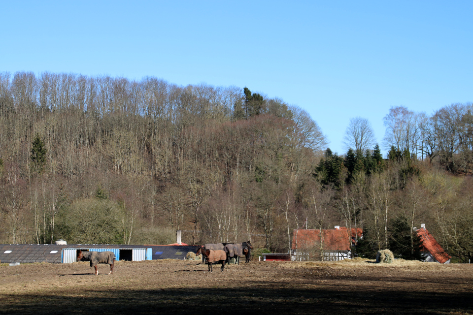 Конная ферма Мельница Бодил (Bodil Mølle Stutteri), Хёрнинг, Дания. Фото 1 апр. 2022