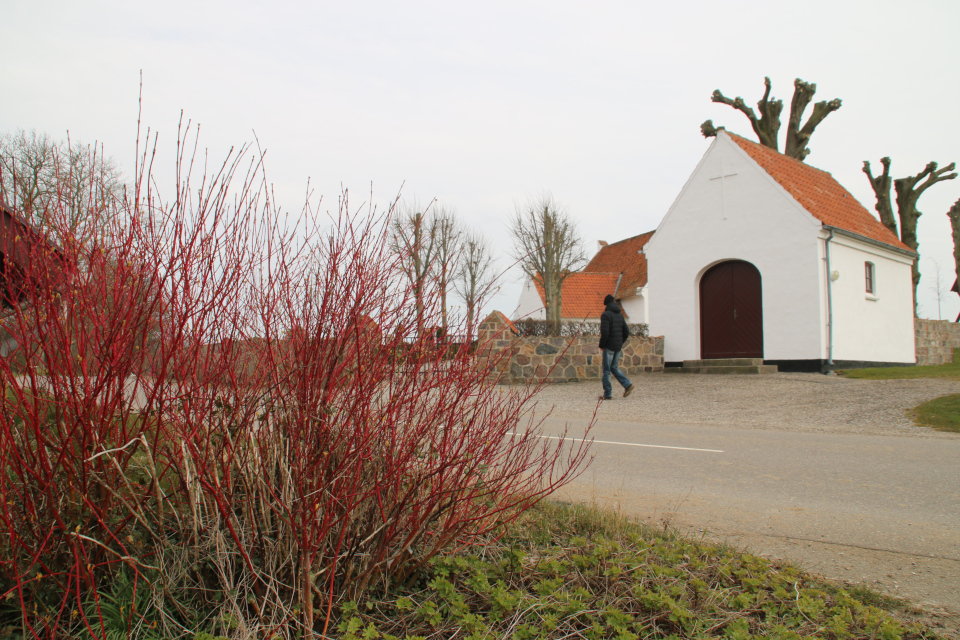 Дёрен белый (дат. Hvid kornel, лат. Cornus alba). Церковь Алрё (Alrø), Дания. 13 апр. 2022