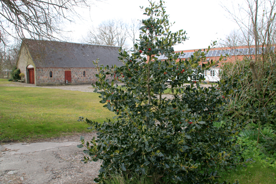 Падуб (дат. Kristtorn, лат. Ilex aquifolium). Алрё (Alrø), Дания. 13 апр. 2022