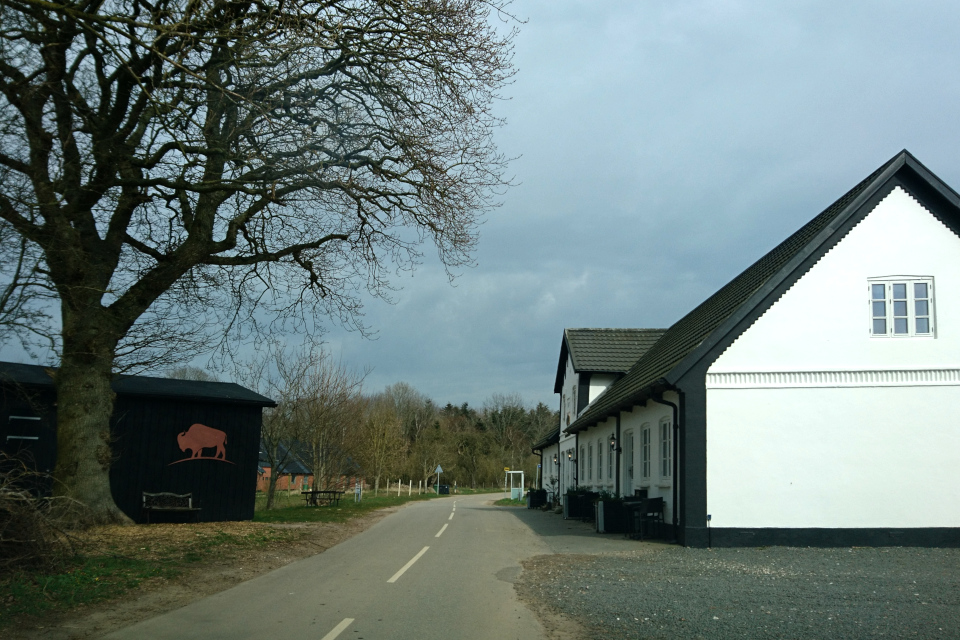 Ферма с бизонами. Алрё (Alrø), Дания. 13 апр. 2022