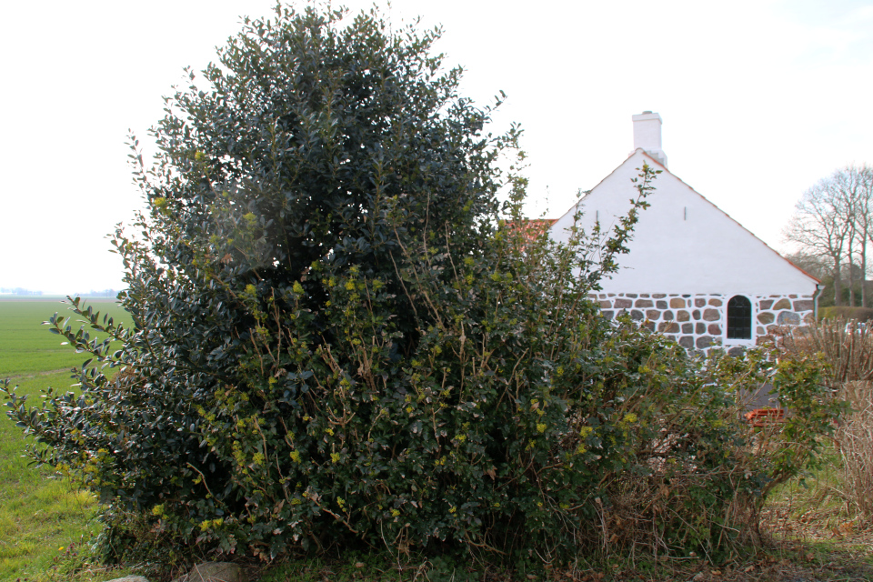 Магония падуболистная (дат. Almindelig mahonie, лат. Mahonia aquifolium). Алрё (Alrø), Дания. 13 апр. 2022