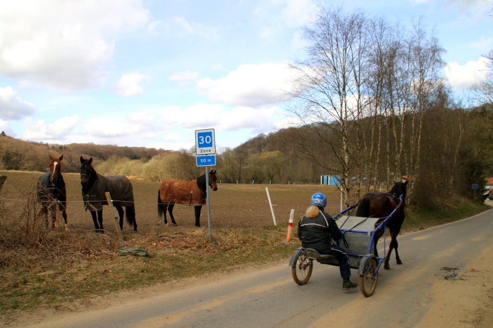 Конные колесницы. Конная ферма Мельница Бодил (Bodil Mølle Stutteri), Хёрнинг, Дания. Фото 1 апр. 2022