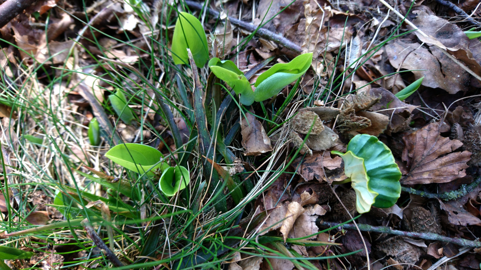 Майник двулистный (дат. Majblomst, лат. Maianthemum bifolium), бук. Курганы Идинг-Сковхой (Yding Skovhøj), Дания. 14 мар. 2020