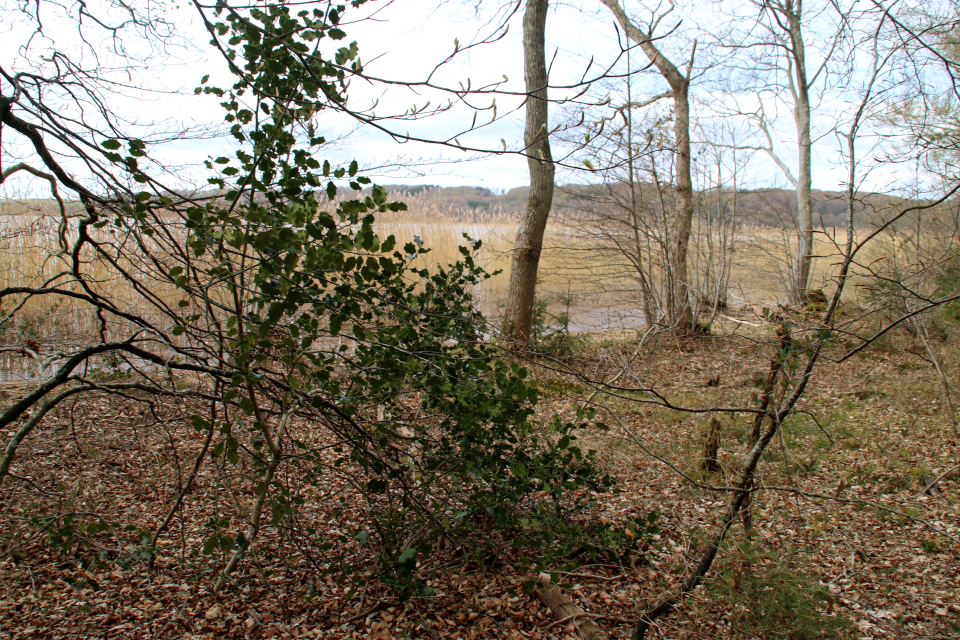 Падуб остролистный (дат. Kristtorn, лат. Ilex aquifolium). Озеро Равнсё (Ravnsø), Дания. 24 апр. 2022