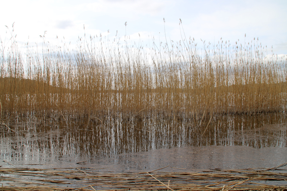 Тростник обыкновенный (дат. tagrør, лат. Phragmites australis). Озеро Равнсё (Ravnsø), Дания. 24 апр. 2022