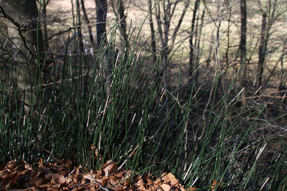 Хвощ зимний (дат. Skavgræs, лат. Equisetum hyemale). Йексендален, Jeksendalen, Дания. 19 мар. 2022