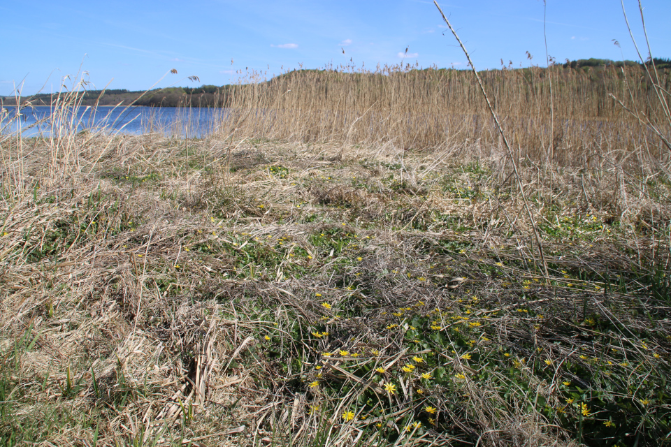 Чистяк весенний (дат. Almindelig vorterod, лат. Ficaria verna). Озеро Равнсё (Ravnsø), Дания. 28 апр. 2022