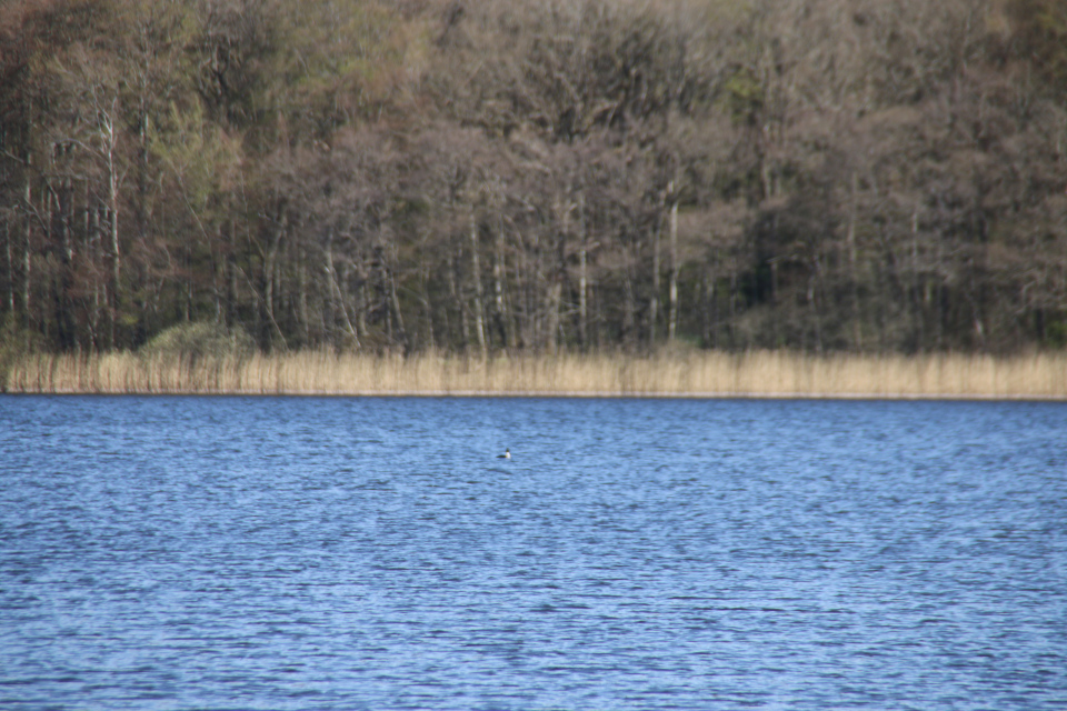 Большой баклан (дат. Skarv, лат. Phalacrocorax carbo). Озеро Равнсё (Ravnsø), Дания. 28 апр. 2022