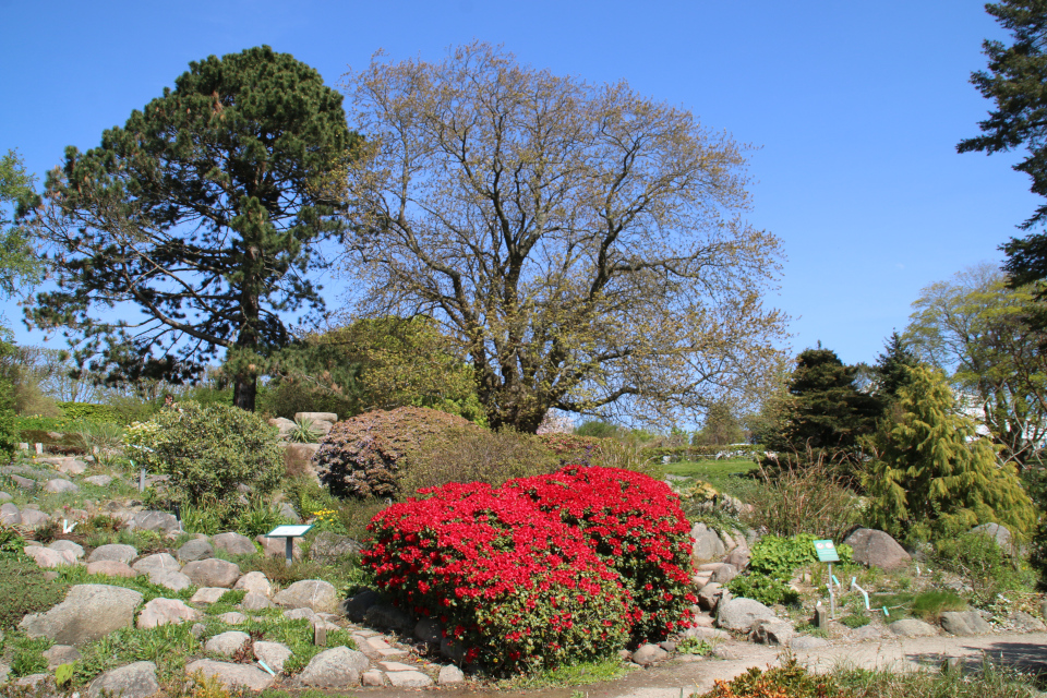 Ботанический сад Орхус, Дания. 9 мая 2022