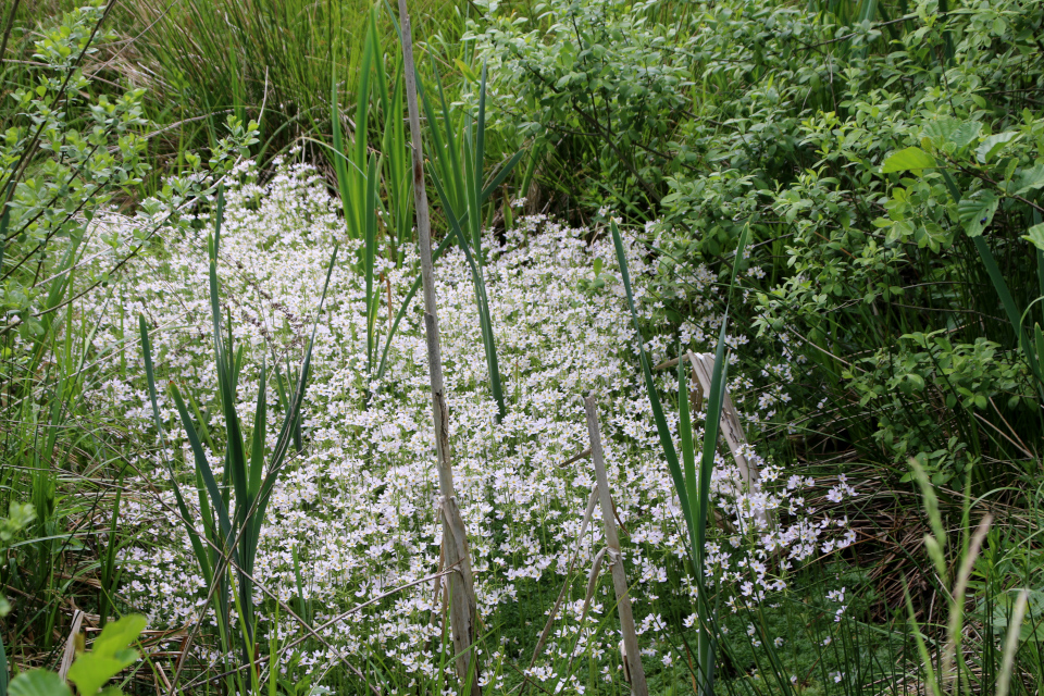 Турча болотная (дат. Vandrøllike, лат. Hottonia palustris). Гйеррильд дорожка (Gjerrildbane sti), Рюомгорд, Дания. 30 мая 2022