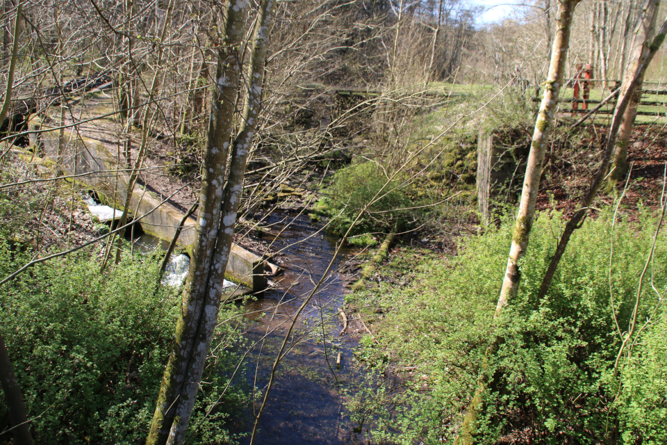 Крыжовника (дат. Stikkelsbær, лат. Ribes uva-crispa). Мельница Колленс (Kollens Mølle), Хёрнинг, Дания. 20 апр. 2021