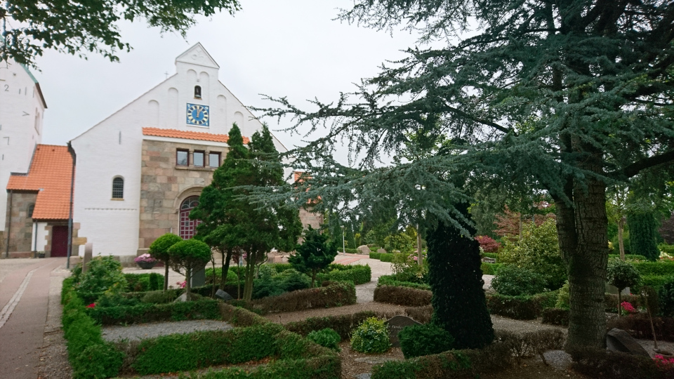 Кедр. Церковь Орс (Aars Kirke), Дания. 18 августа 2022