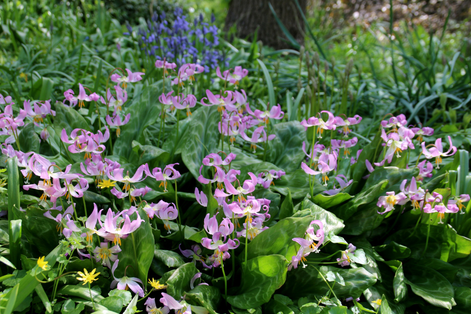 Кандык отогнутый (дат. Hundetand , лат. Erythronium revolutum cv Pink Beauty). Ботанический сад г. Орхус, Дания. 9 мая 2022 