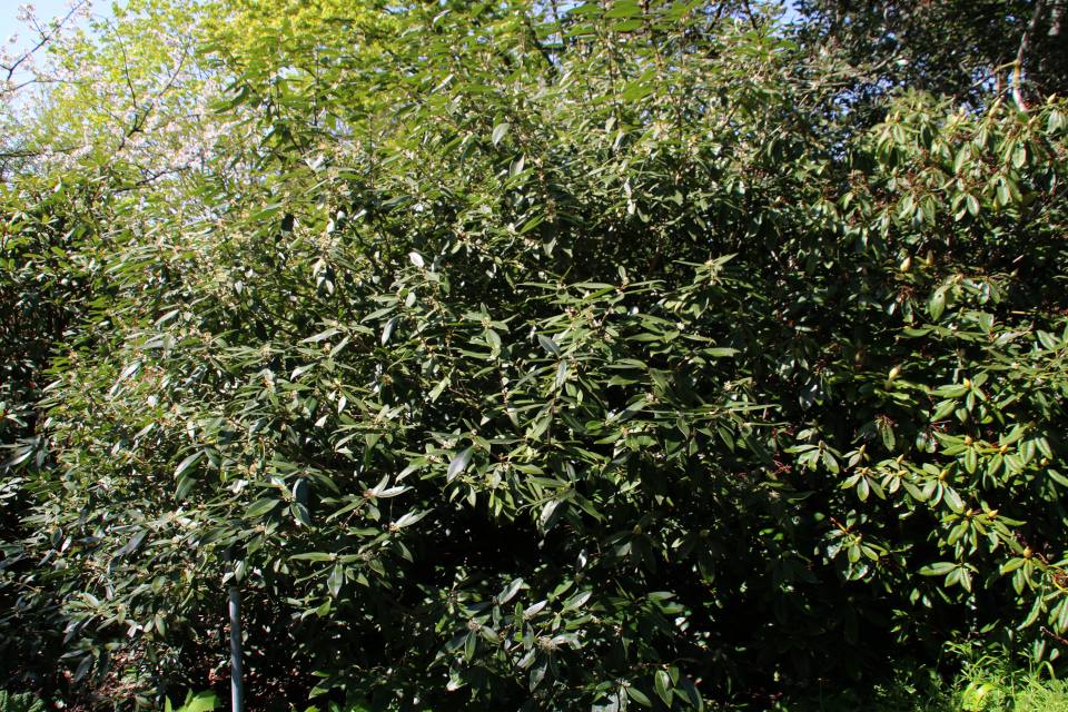 Филирея Вильморена (дат. Stensved, лат. Phillyrea vilmoriniana). Ботанический сад Орхус, Дания. 9 мая 2022