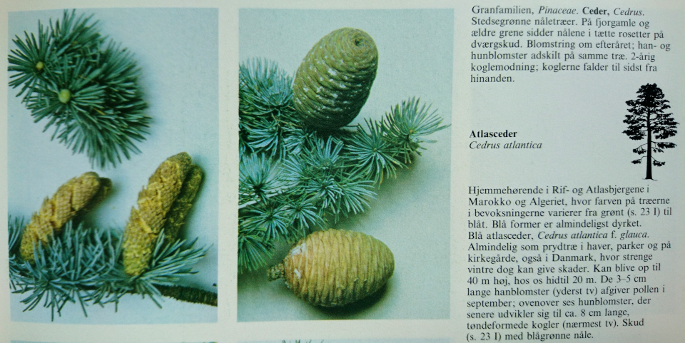 Атласский кедр (дат. Atlas-Ceder, лат. Cedrus atlantica)