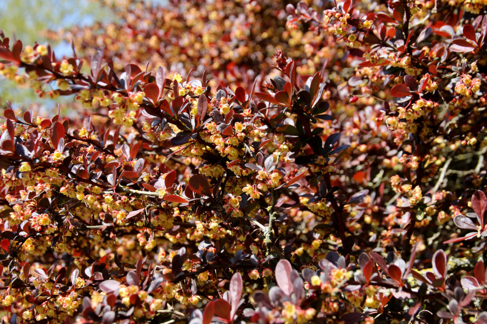 Барбарис тунберга Атропурпуреа (дат. rød berberis, лат. Berberis thunbergii atropurpurea). Ботанический сад Орхус, Дания. 9 мая 2022