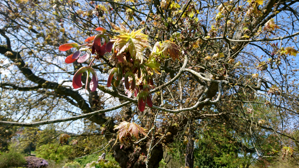 Клён красный (дат. rød løn, лат. Acer rubrum). Ботанический сад Орхус, Дания. 9 мая 2022