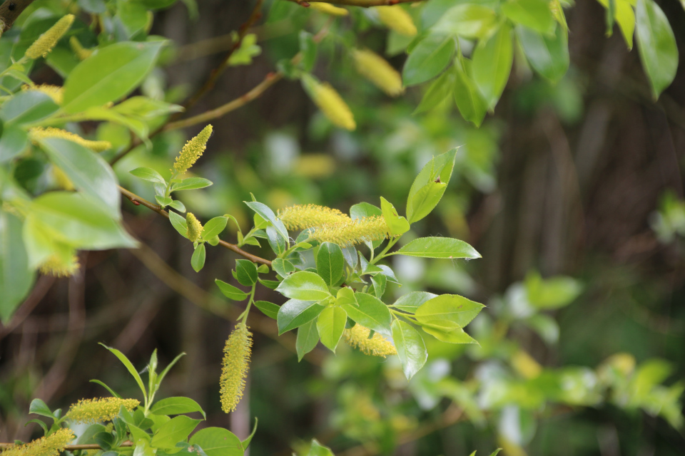 Ива пятитычинковая (дат. Femhannet pil, лат. Salix pentandra). Гйеррильд дорожка (Gjerrildbane sti), Рюомгорд, Дания. 30 мая 2022