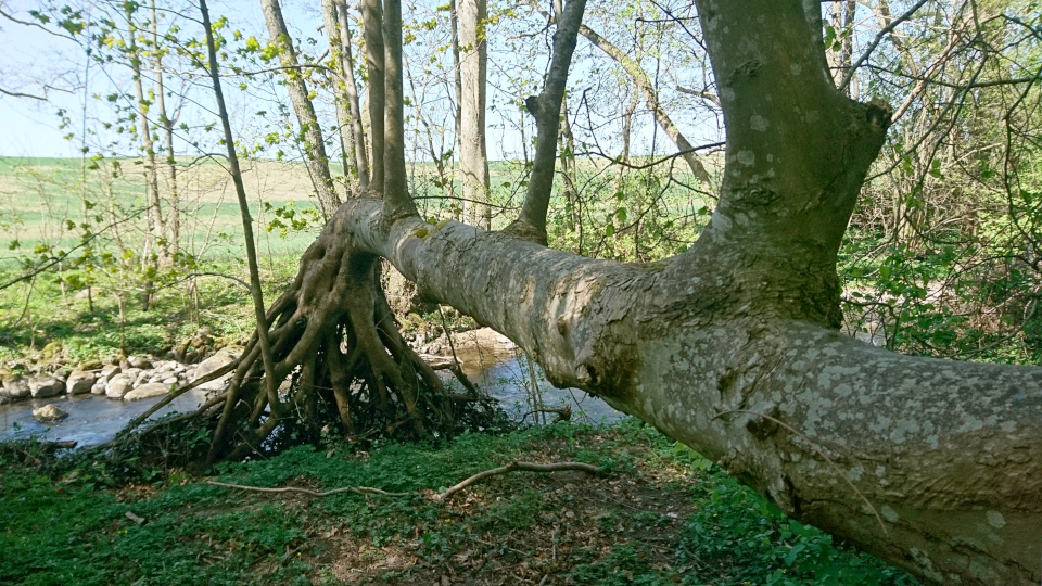 Клён белый (дат. Ahorn / ær, лат. Acer pseudoplatanus), река Орхус, Дания. 7 мая 2022