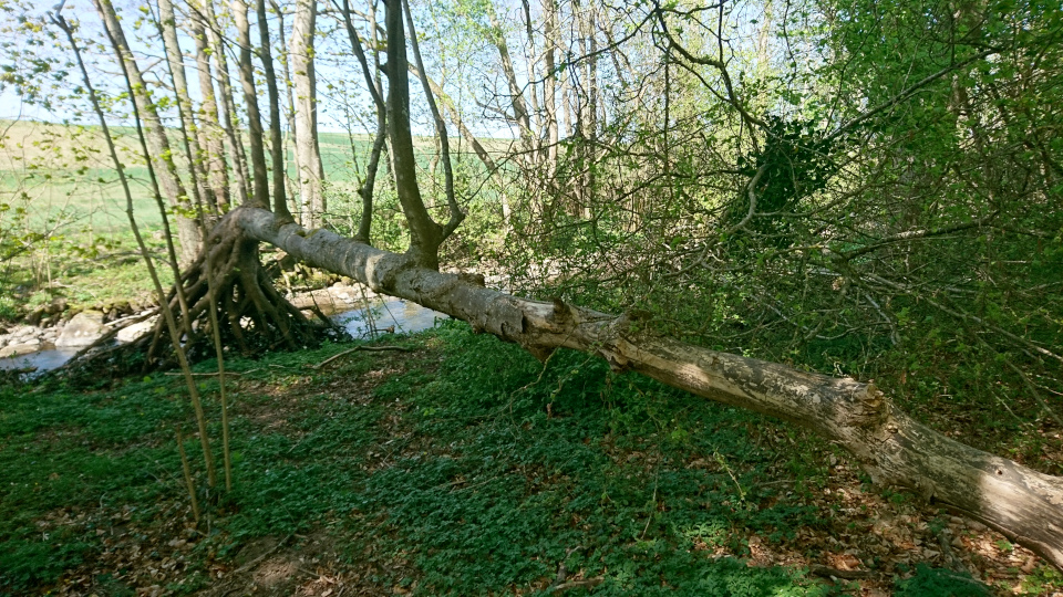 Клён белый (дат. Ahorn / ær, лат. Acer pseudoplatanus), река Орхус, Дания. 7 мая 2022