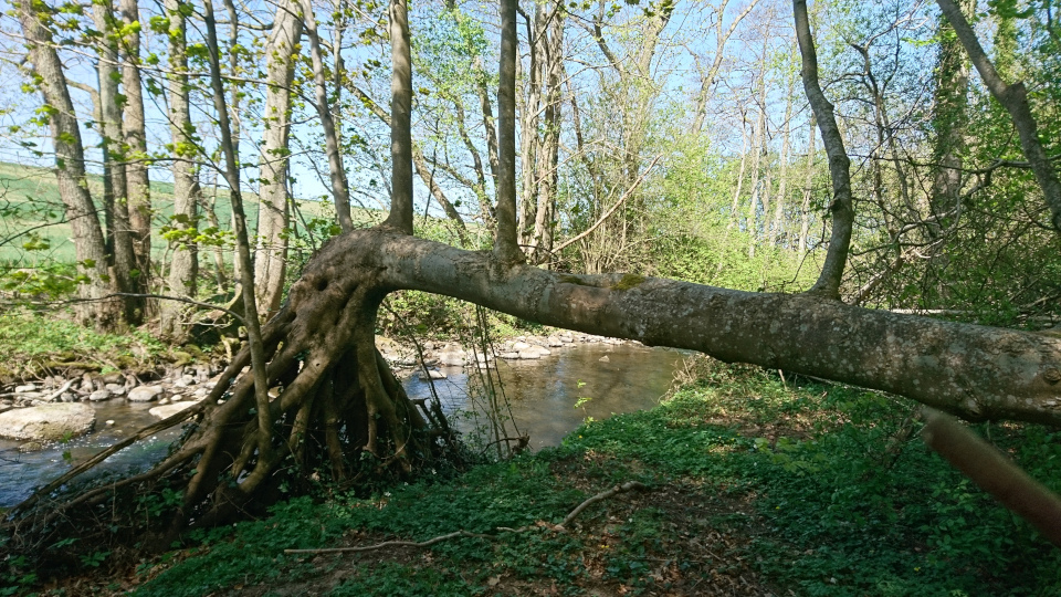 Клён белый (дат. Ahorn / ær, лат. Acer pseudoplatanus), река Орхус, Дания. 7 мая 2022