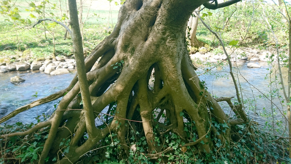 Клён белый (дат. Ahorn / ær, лат. Acer pseudoplatanus), река Орхус, Дания. 7 мая 2022