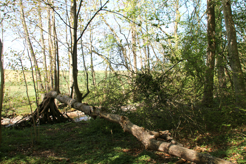 Клён белый (дат. Ahorn / ær, лат. Acer pseudoplatanus), река Орхус, Дания. 7 мая 2022