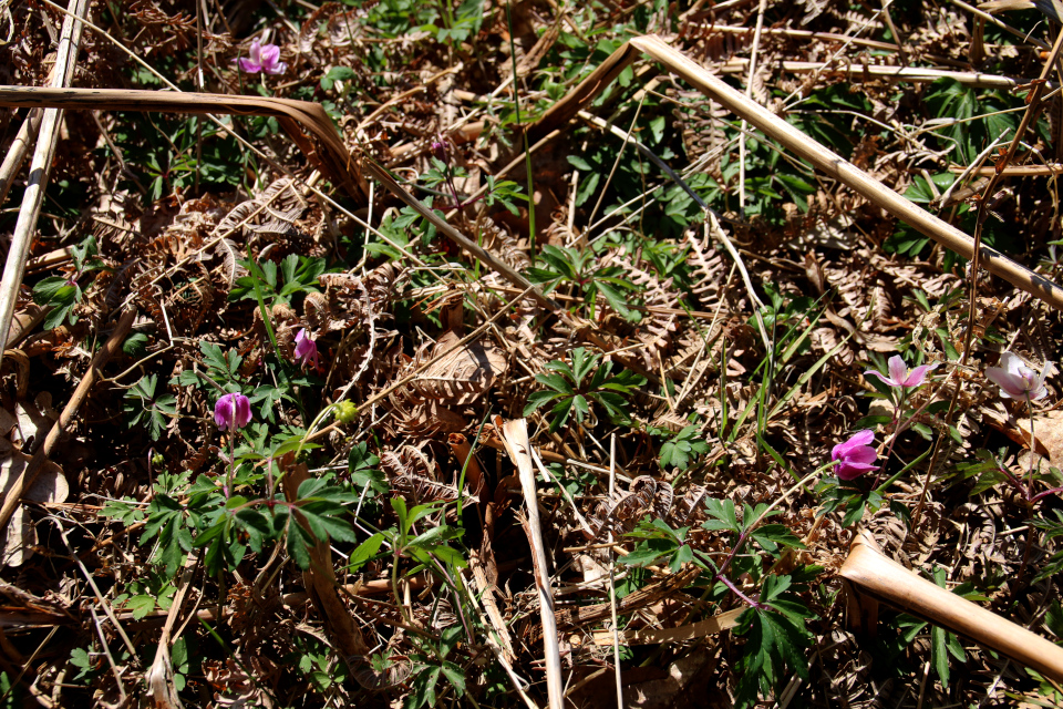 Ветреница дубравная (дат. Hvid anemone, лат. Anemone nemorosa). Курганы Хемсток (Hemstok), Дания. 28 апр. 2022