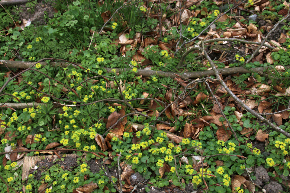 Селезёночник очерёднолистный (дат. Almindelig Milturt, лат. Chrysosplenium alternifolium). Лес Хемсток, Дания. Фото 28 апр. 2022