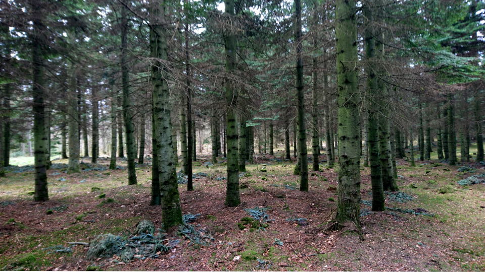 Пихта благородная (дат. Sølvgran, лат. Abies procera). Лес Хемсток, Дания. Фото 28 апр. 2022