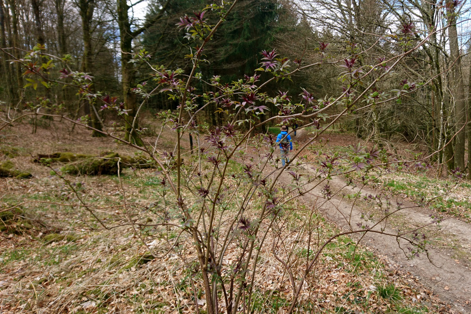 Бузина красная (дат. Drue-hyld, лат. Sambucus racemosa), лес Хемсток, Дания. Фото 28 апр. 2022