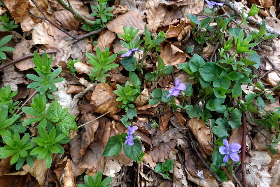 Фиалака, Подмаренник душистый (дат. Skovmærke, лат. Galium odoratum). Лес Хемсток, Дания. Фото 28 апр. 2022