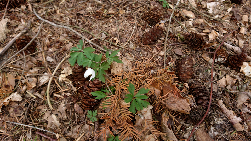 Псевдотсуга Мензиса (дат. Douglasgran, лат. Pseudotsuga menziesii). Лесная плантация Хемсток, Дания. Фото 28 апр. 2022