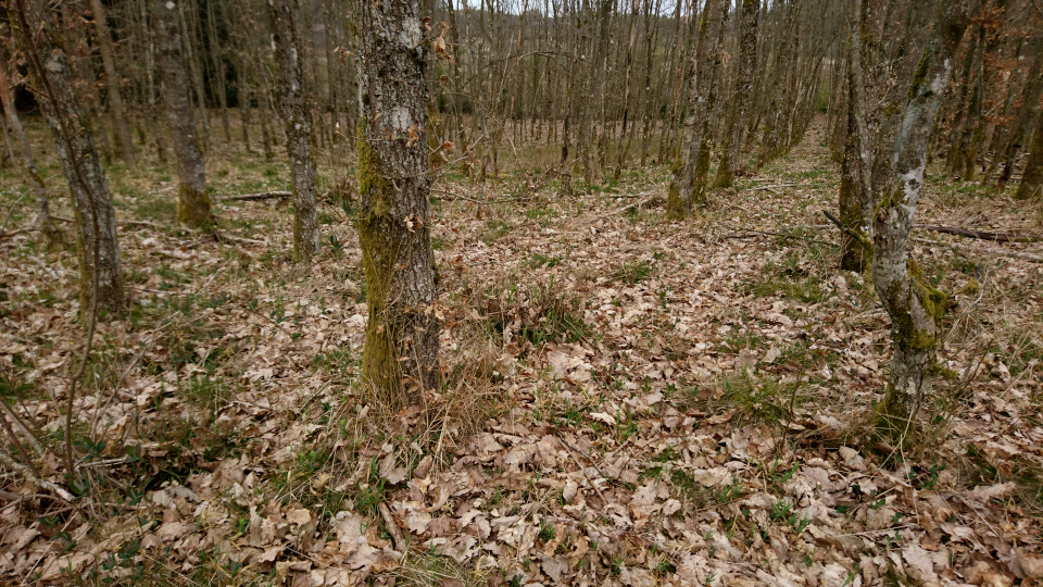 Дуб черешчатый (дат. Stilkeg, лат. Quercus robur). Лесная плантация Хемсток, Дания. Фото 28 апр. 2022