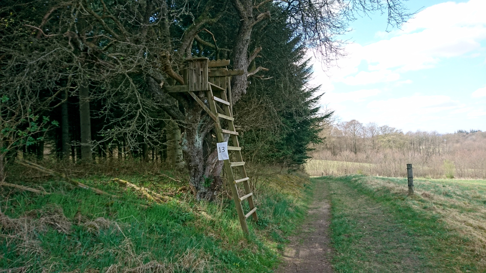 Пихта Нордмана (дат. Nordmannsgran, лат. Abies nordmanniana). Лес Хемсток, Дания. Фото 28 апр. 2022