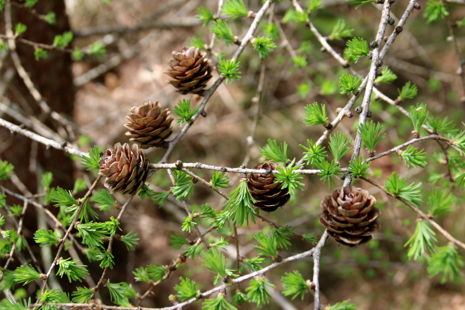 Лиственница европейская (дат. Europæisk lærk, лат. Larix decidua). Лес Хемсток, Дания. Фото 28 апр. 2022