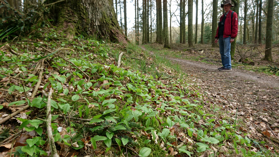 Майник двулистный (дат. Majblomst, лат. Maianthemum bifolium). Лесная плантация Хемсток, Дания. Фото 28 апр. 2022