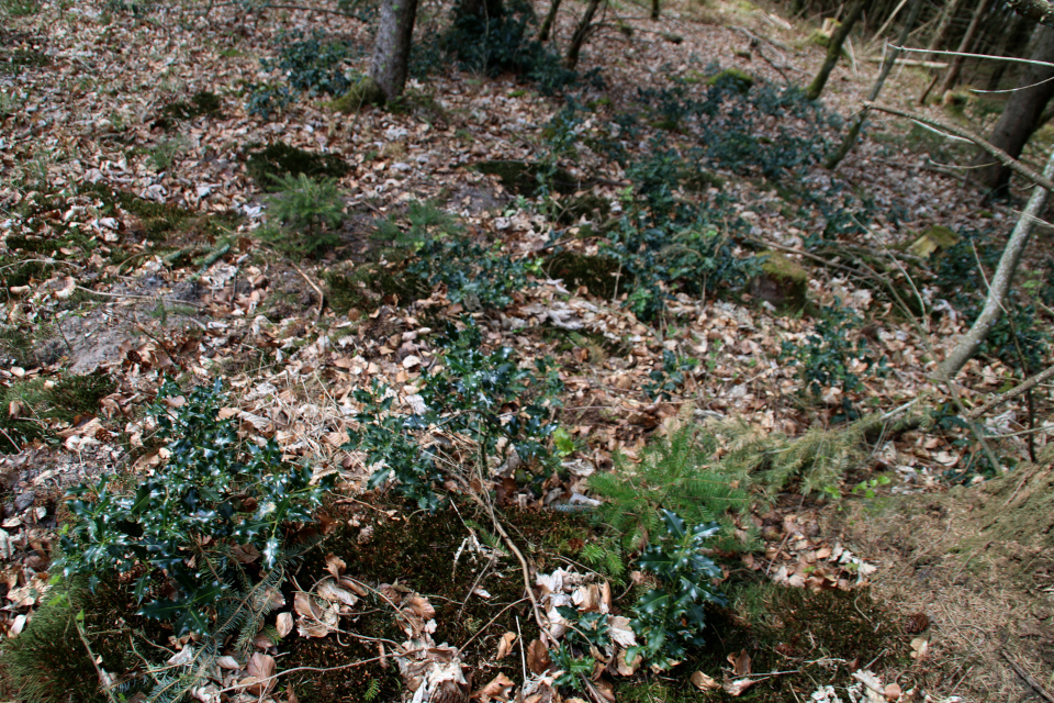 Падуб остролистный (дат. Kristtorn, лат. Ilex aquifolium). Лес Хемсток, Дания. Фото 28 апр. 2022