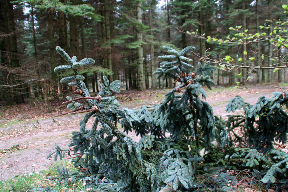 Пихта благородная (дат. Sølvgran, лат. Abies procera). Лес Хемсток, Дания. Фото 28 апр. 2022