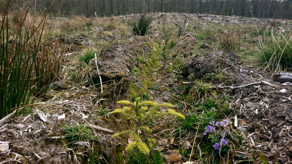 Пихта благородная (дат. Sølvgran, лат. Abies procera). Лесная плантация Хемсток, Дания. Фото 28 апр. 2022