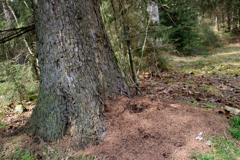 Ситхинская ель (дат. Sitkagran, лат. Picea sitchensis). Лес Хемсток, Дания. Фото 28 апр. 2022