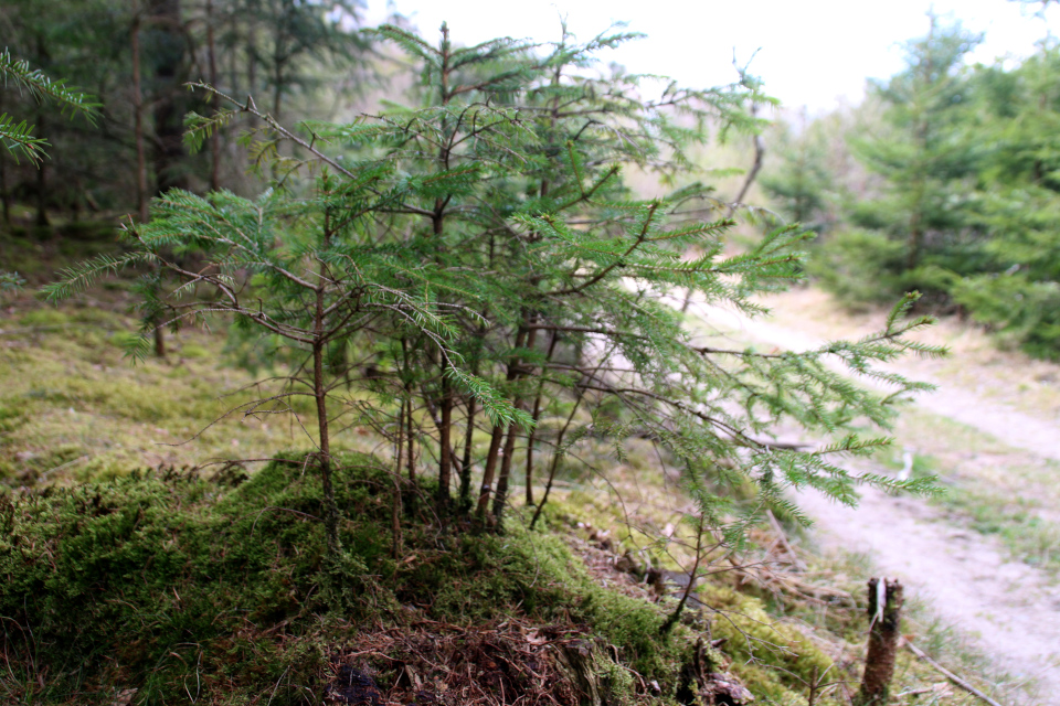 Ситхинская ель (дат. Sitkagran, лат. Picea sitchensis). Лес Хемсток, Дания. Фото 28 апр. 2022