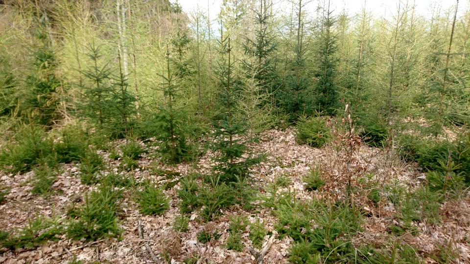 Ситхинская ель (дат. Sitkagran, лат. Picea sitchensis). Лес Хемсток, Дания. Фото 28 апр. 2022