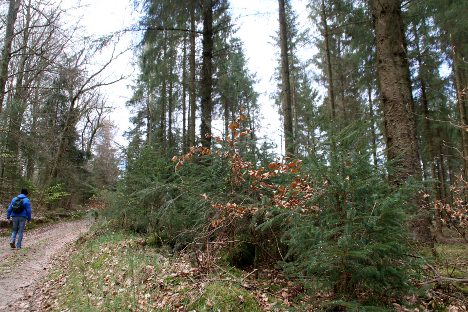 Ситхинская ель (дат. Sitkagran, лат. Picea sitchensis). Лес Хемсток, Дания. Фото 28 апр. 2022