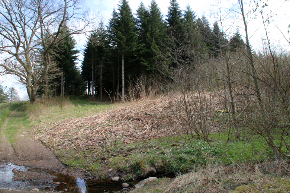 Пихта Нордмана (дат. Nordmannsgran, лат. Abies nordmanniana). Лес Хемсток, Дания. Фото 28 апр. 2022